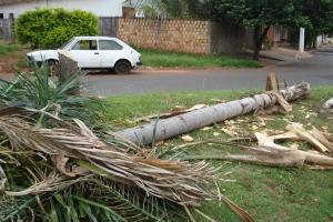 Secretaria de Meio Ambiente alerta para derrubada de árvores em vias públicas